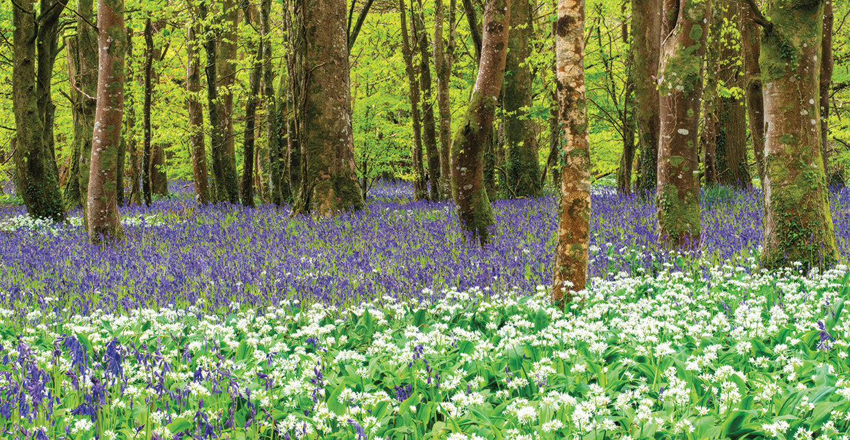 Bluebells and Garlic