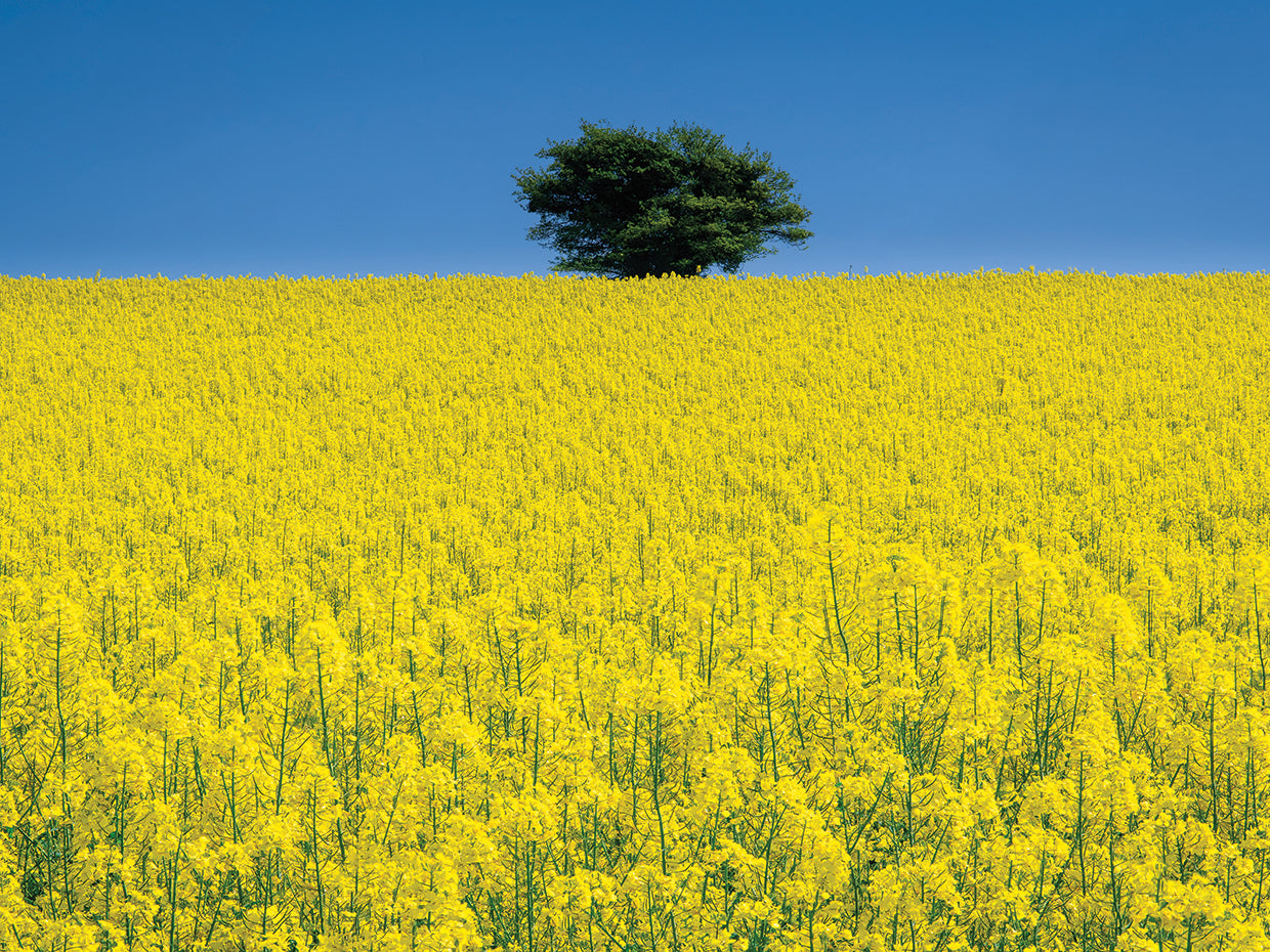 Lone Tree in Rape Field