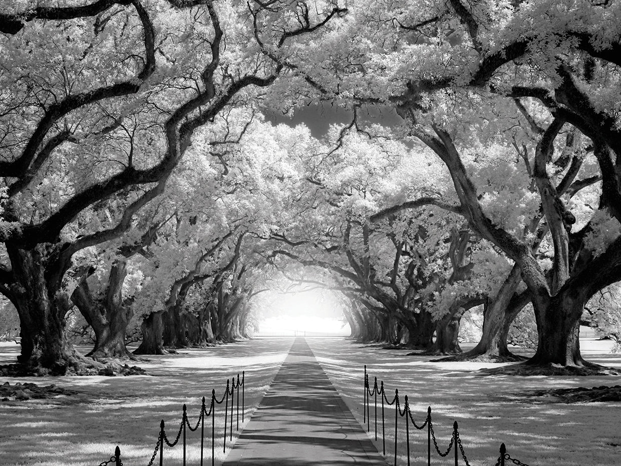 Oak Alley inf CHECK!!!!!