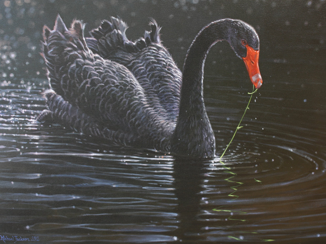 Arte de la lona del cisne negro