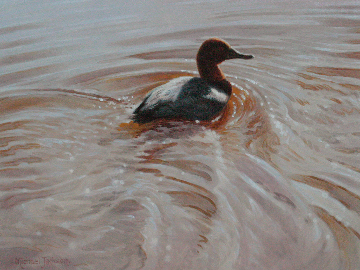Pochard 2