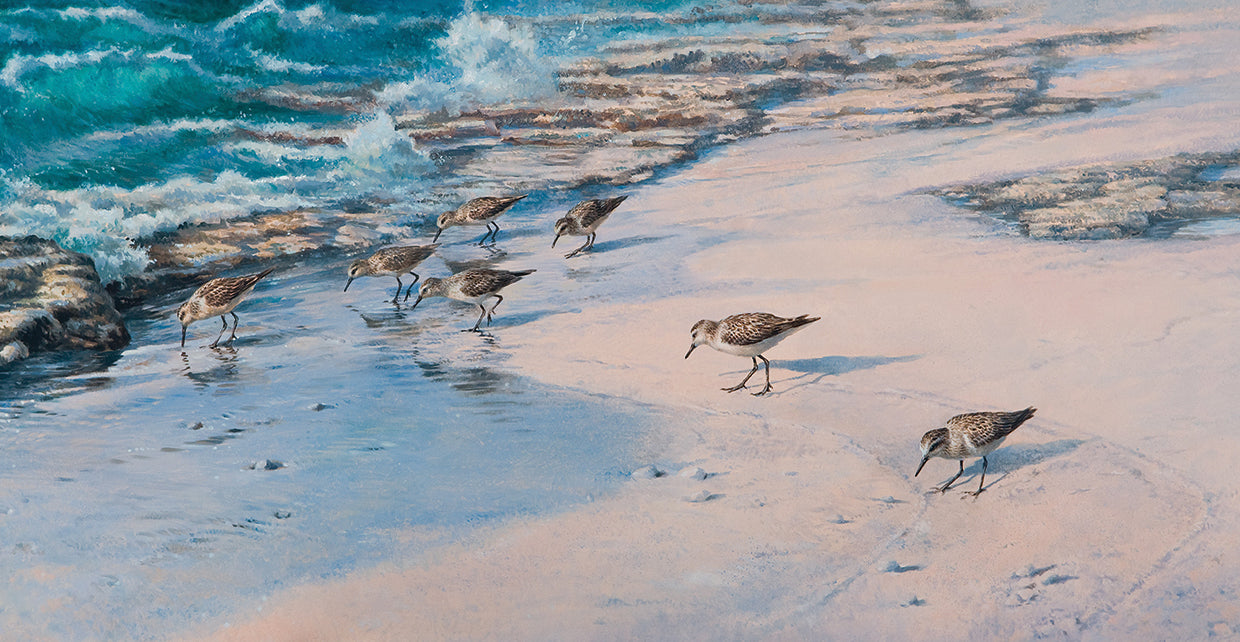 Sanderlings Arte de la lona