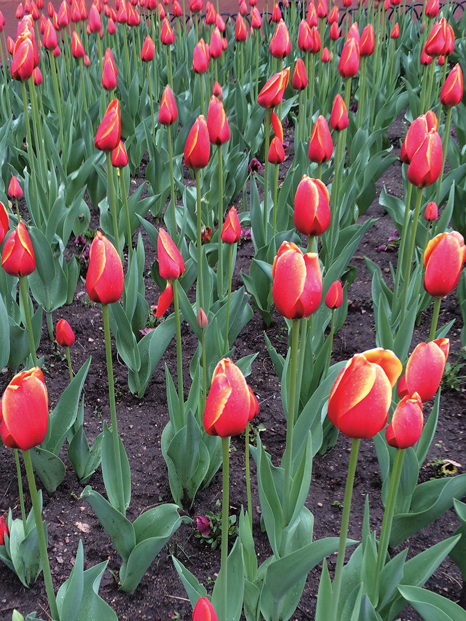 Boulder Tulips