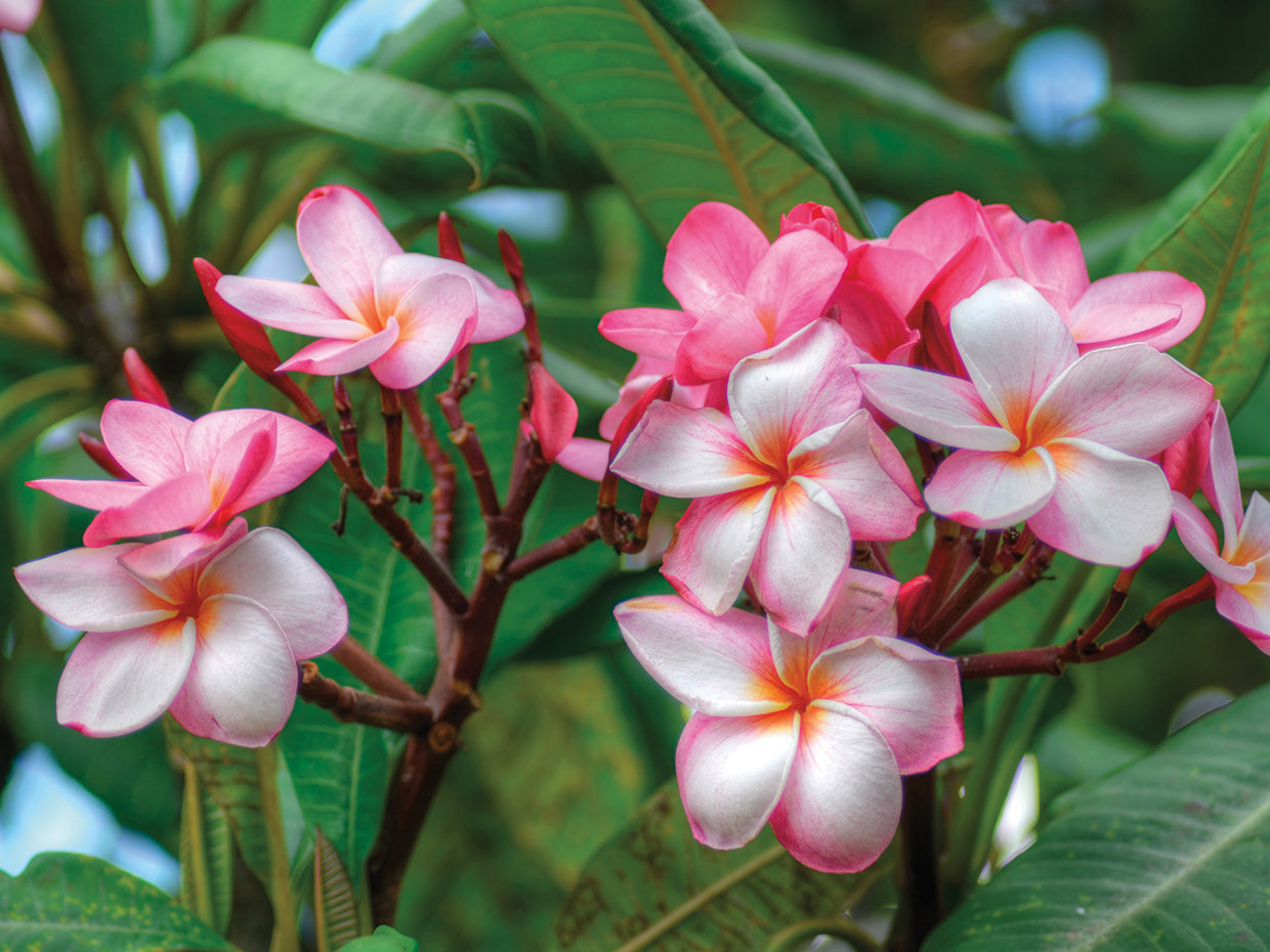 White and Pink Flowers