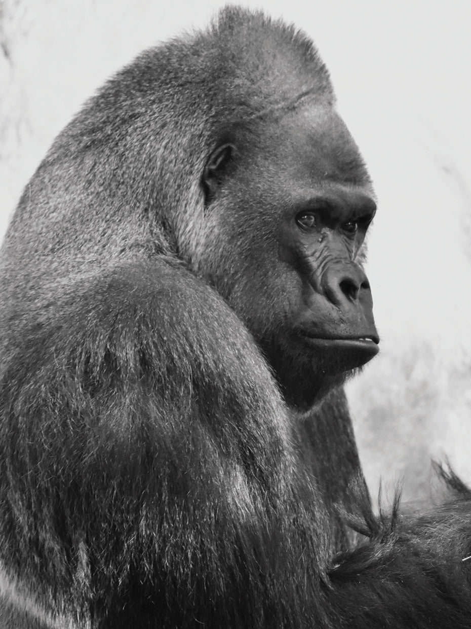 Gorilla 2 B&w