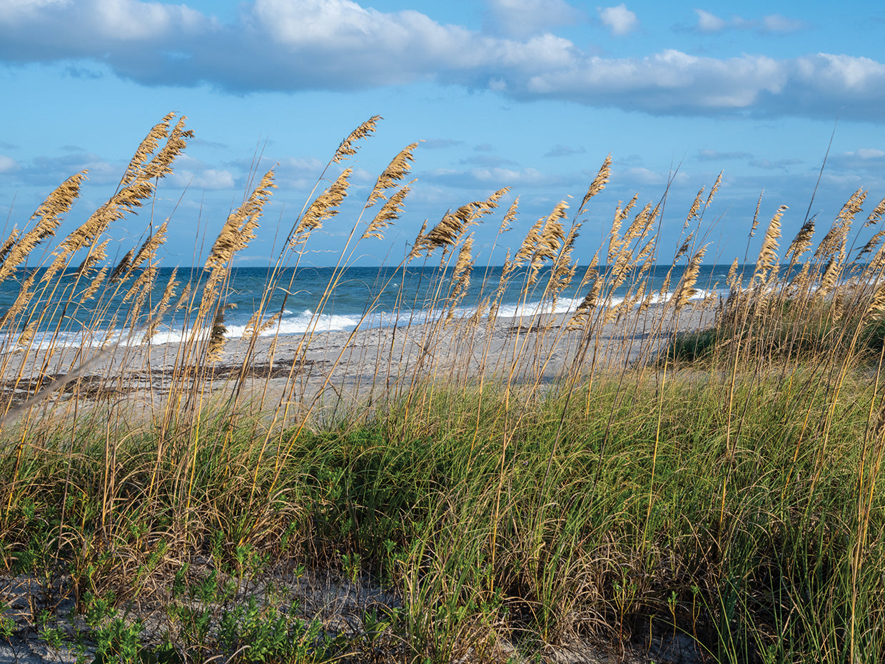 Beach grass