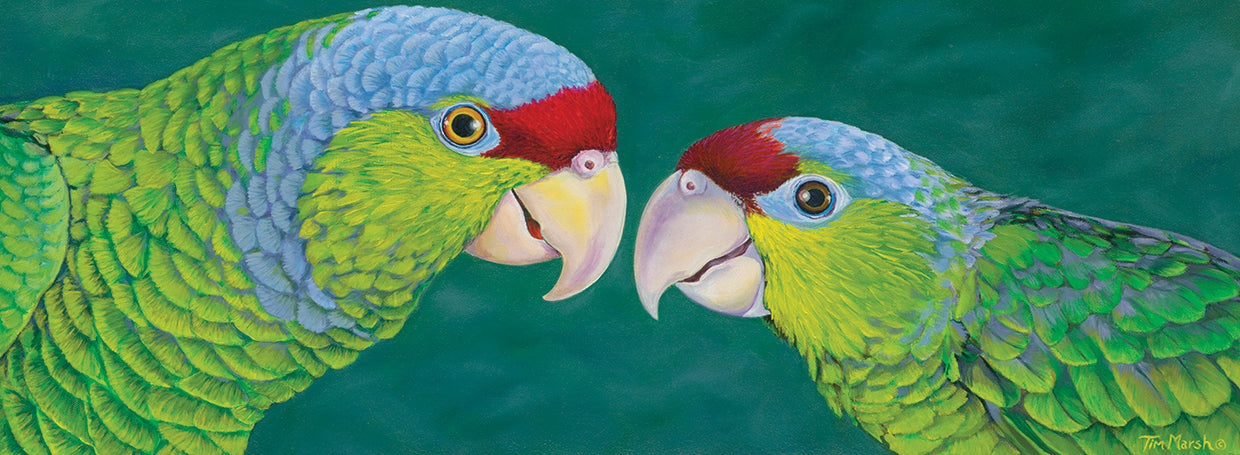 Lilac Crowned Amazons