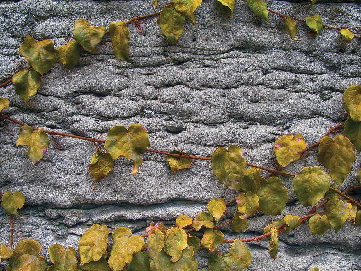 Old Montreal Ancient Wall and Ivy