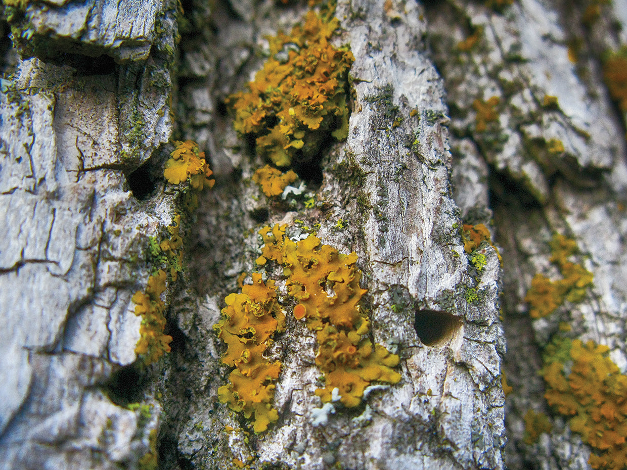 Ash Tree and Lichen