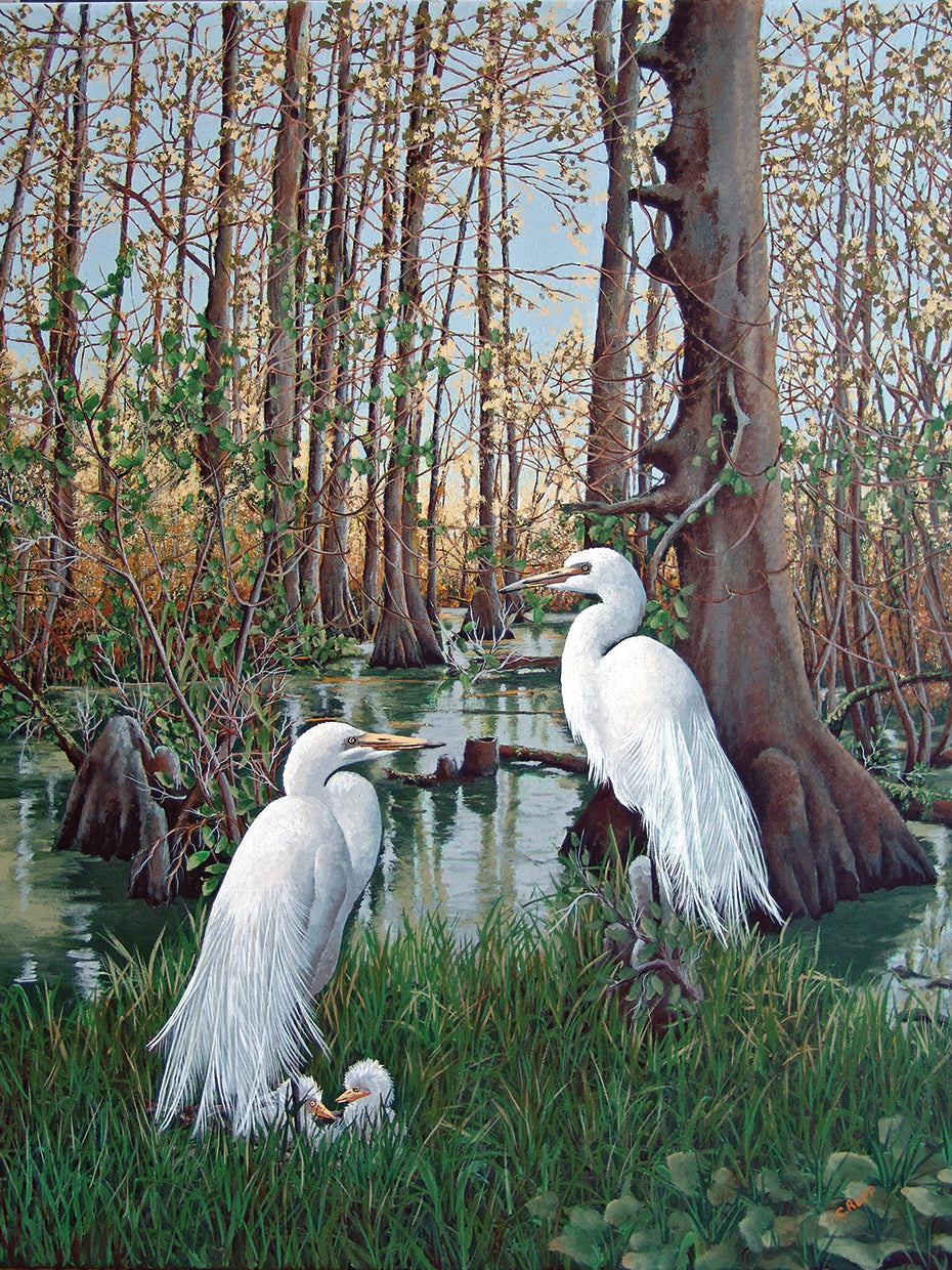 Snowy White Egret Nesting