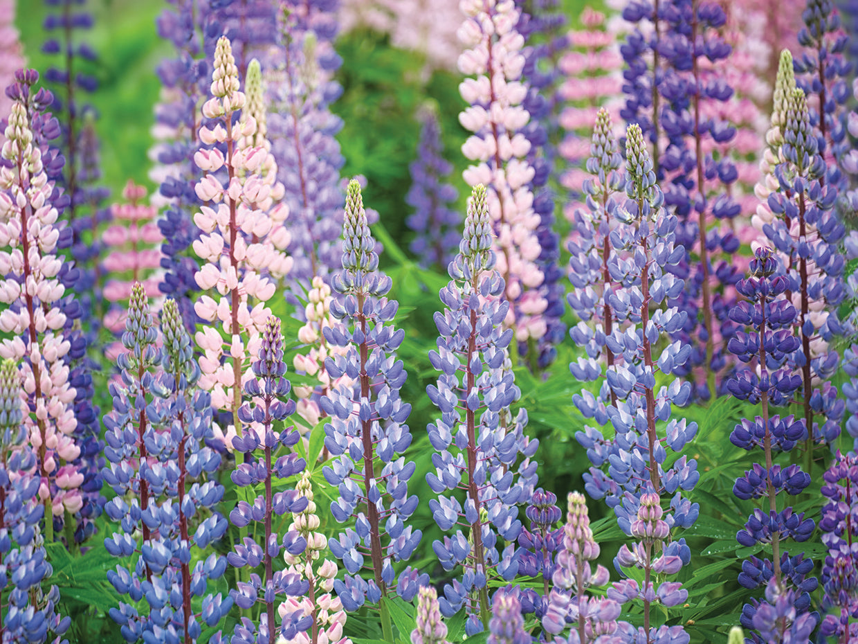 Blue Pink Lupine Field