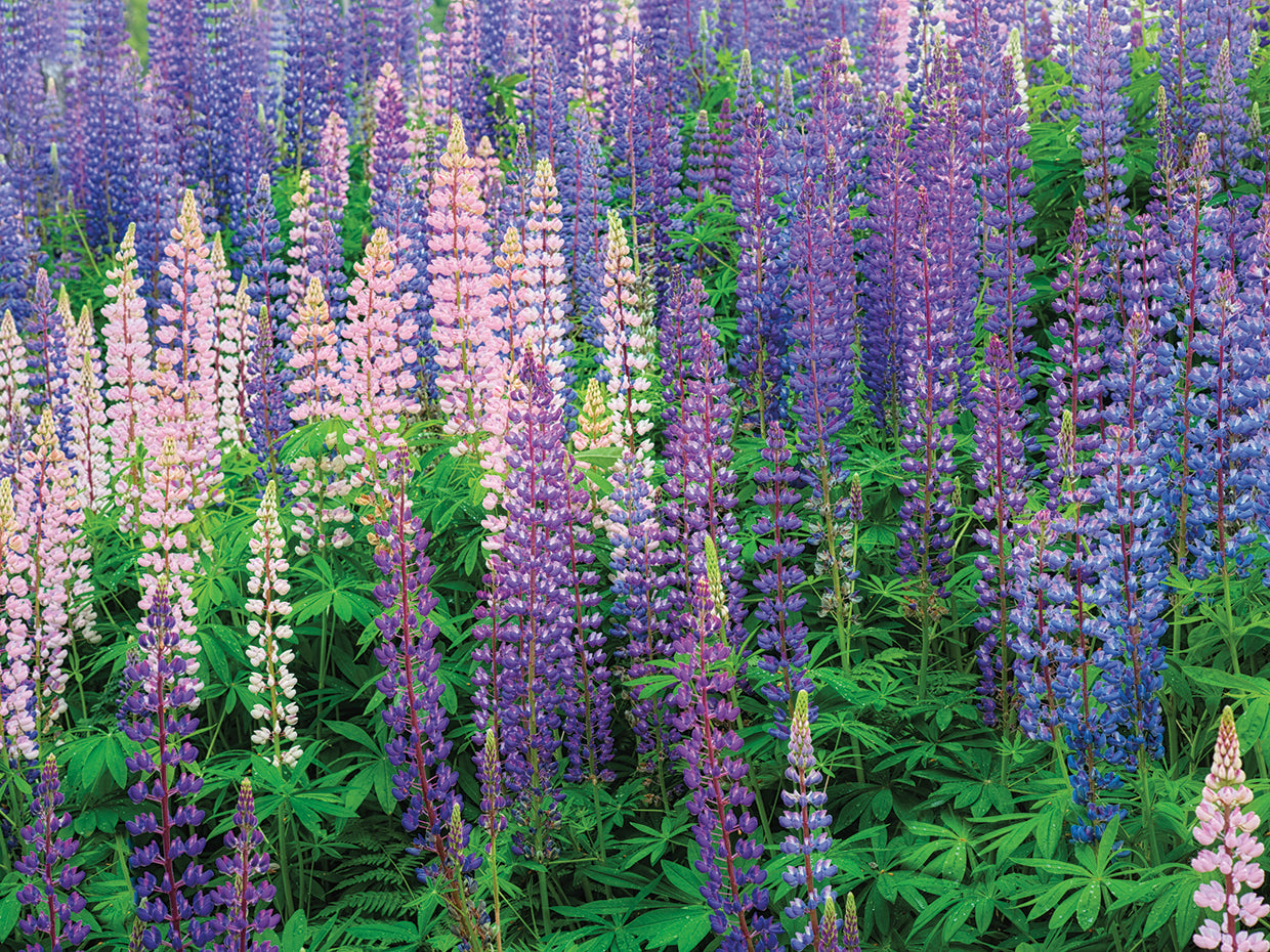 Blue Pink Lupine Flower Field