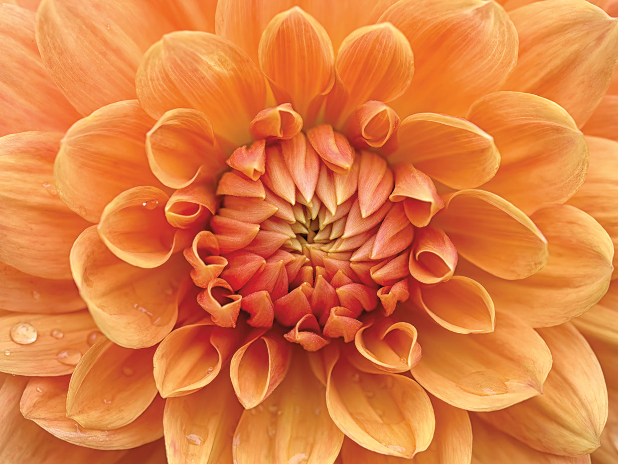 Orange Dahlia