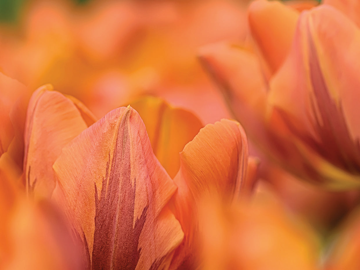 Orange Tulips