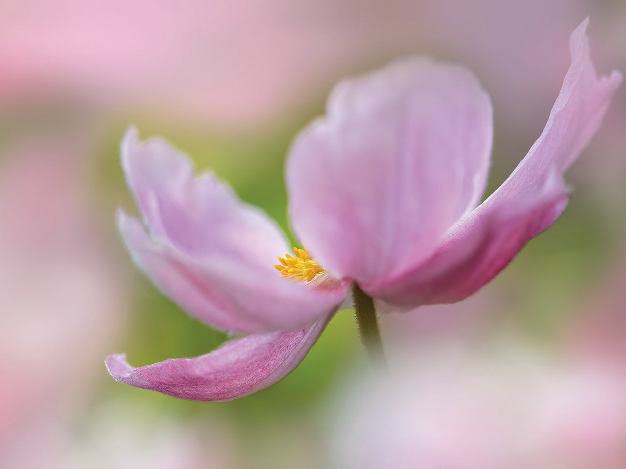 Pink Anemone