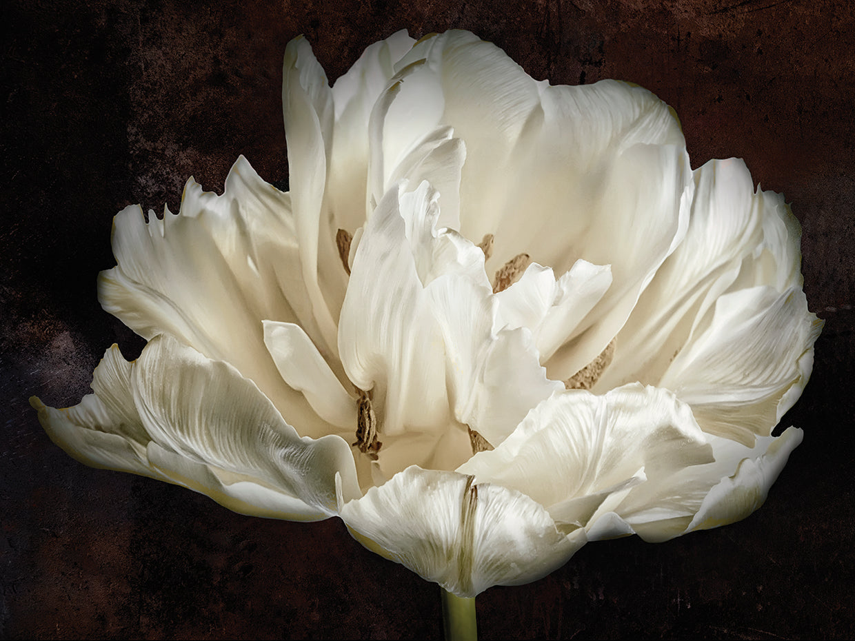 Double White Tulip