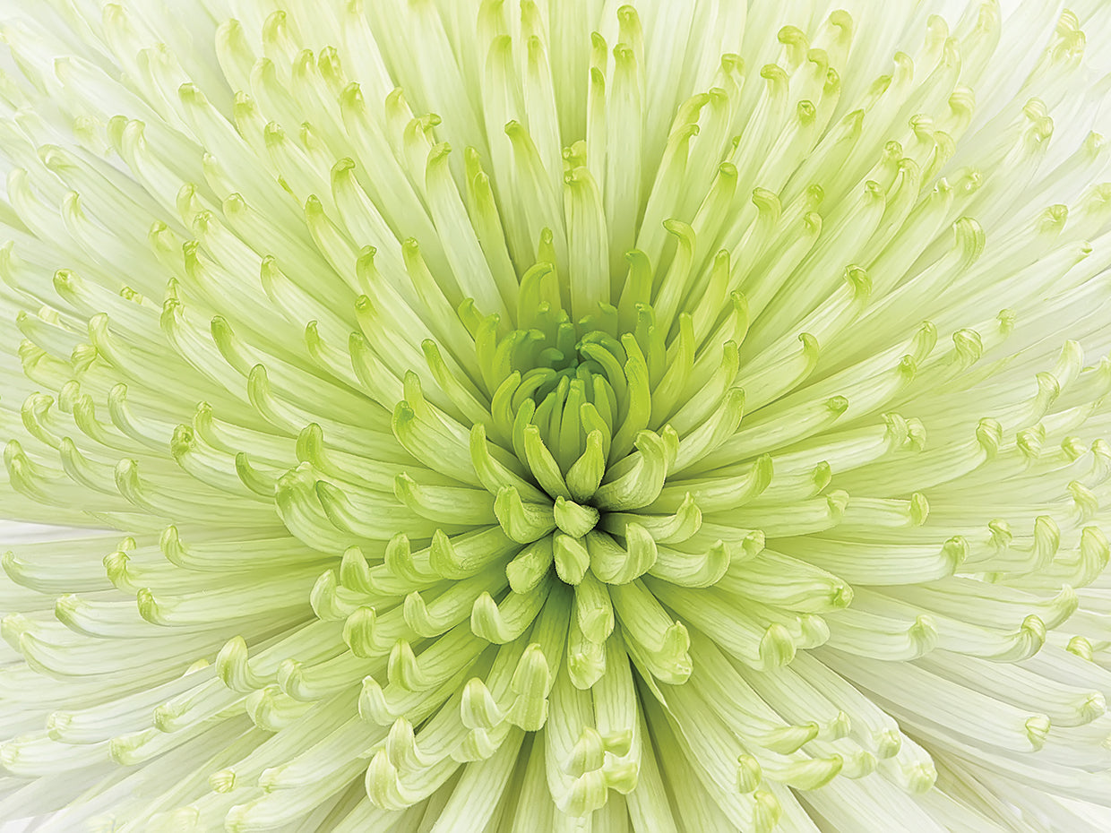 Lime Light Spider Mum