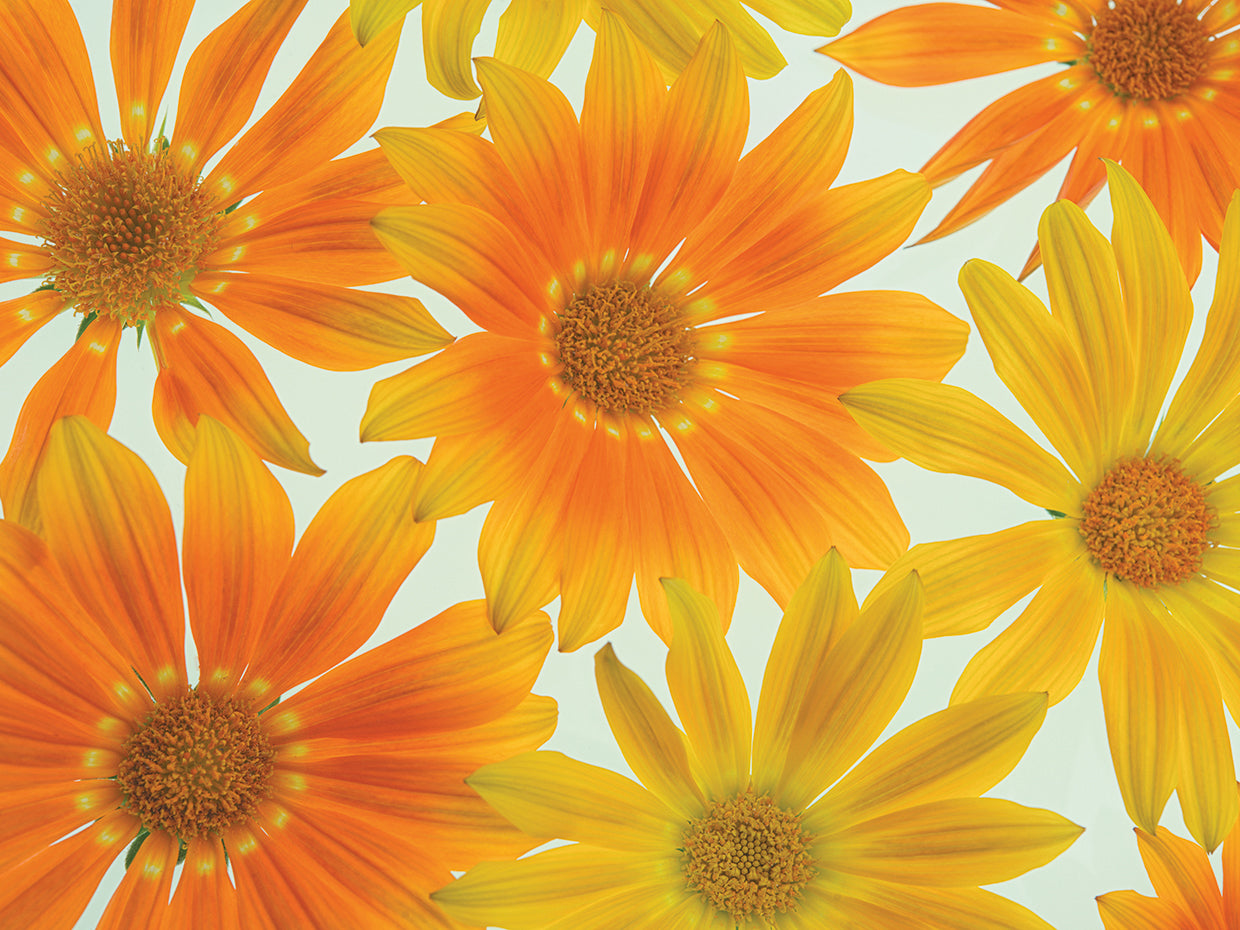 Orange Daisies