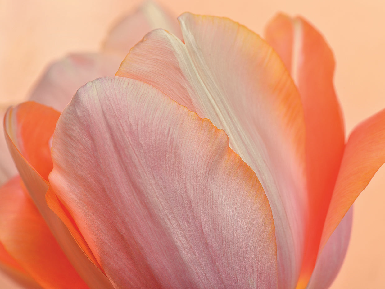 Orange Glowing Tulip