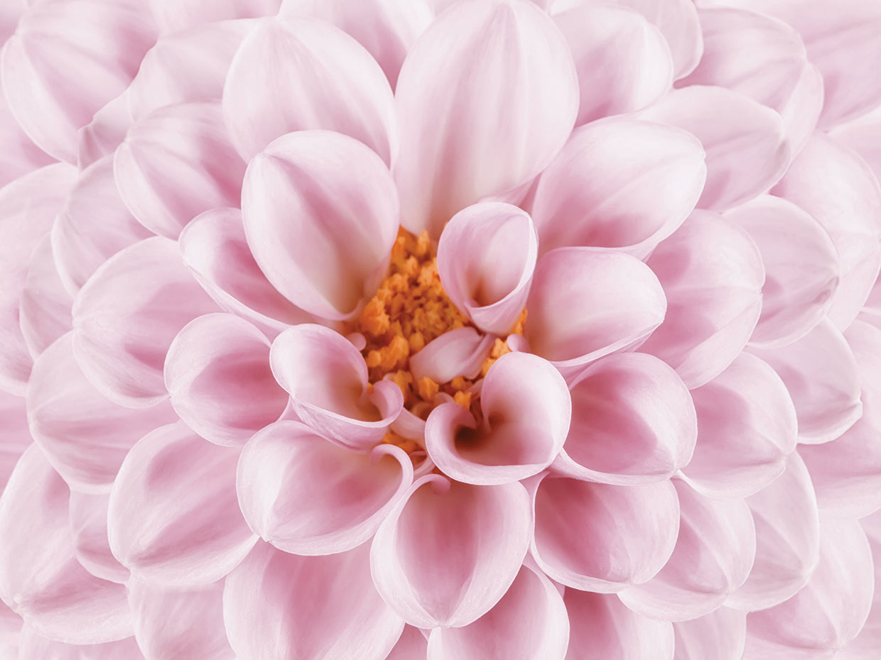 Pink Dahlia