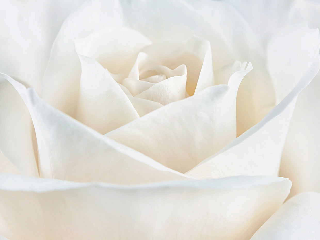 Pure White Rose