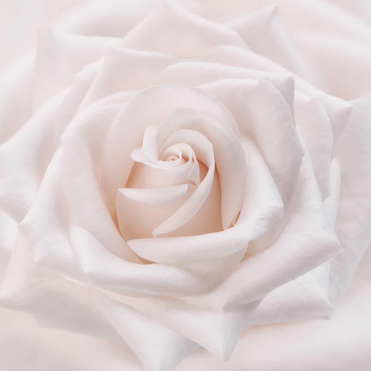 Arte de lienzo de rosa blanca suave