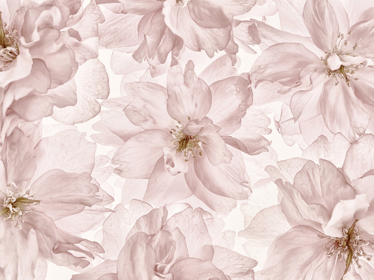 Translucent Cherry Blossom