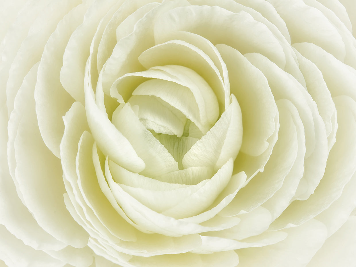 White Persian Buttercup