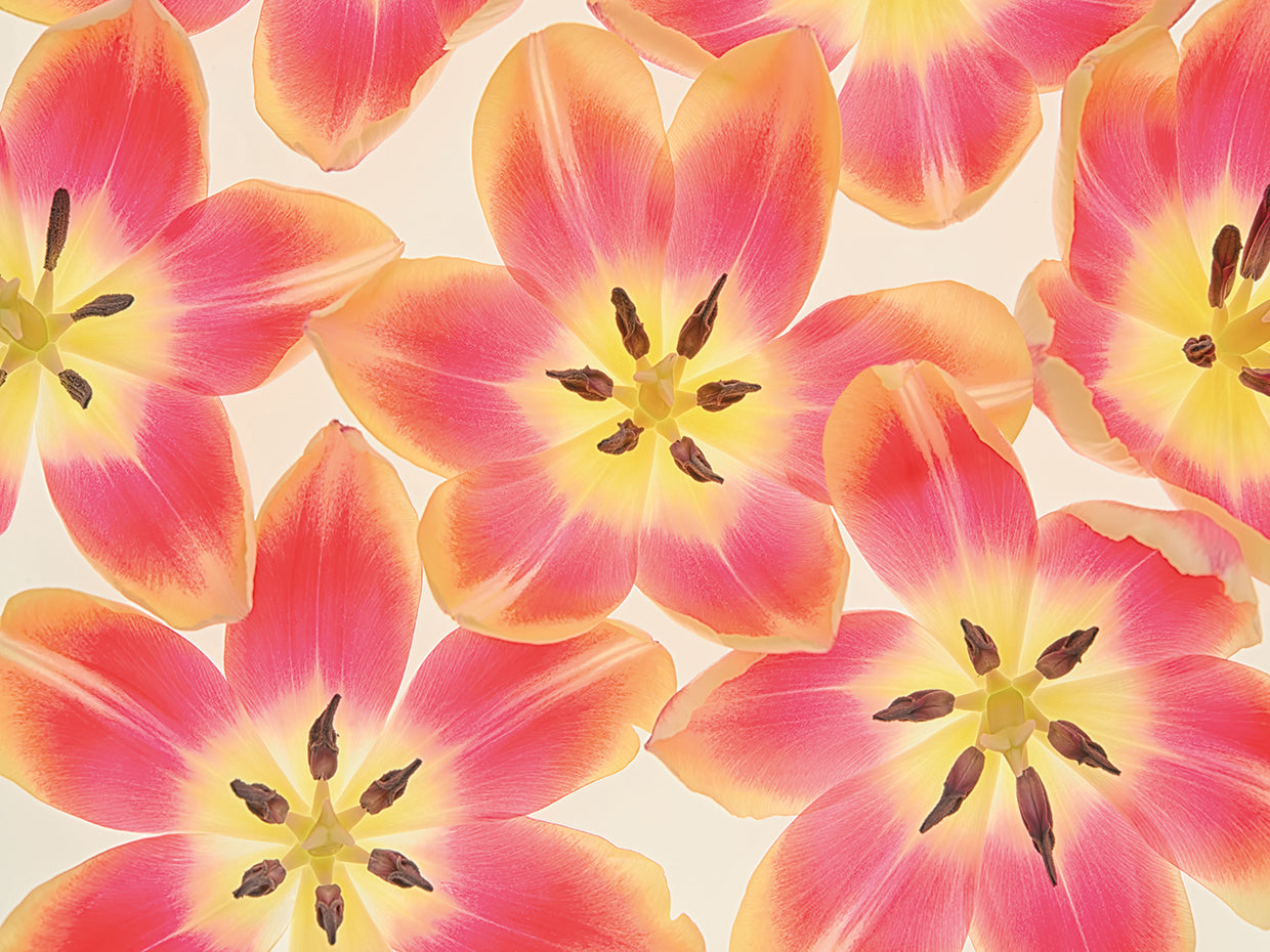 Yellow and Coral Red Tulips