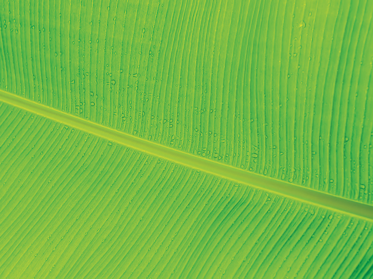 Leaf Texture II