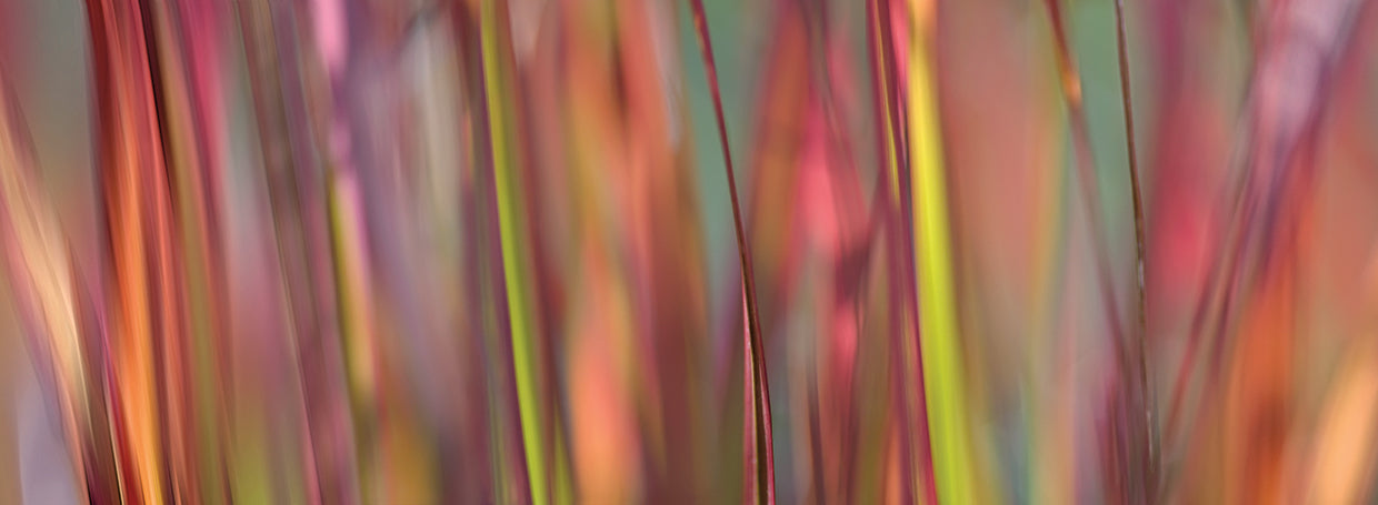 Imperata Grass Scape