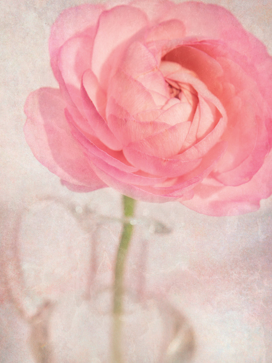 Single Rose Pink Flower