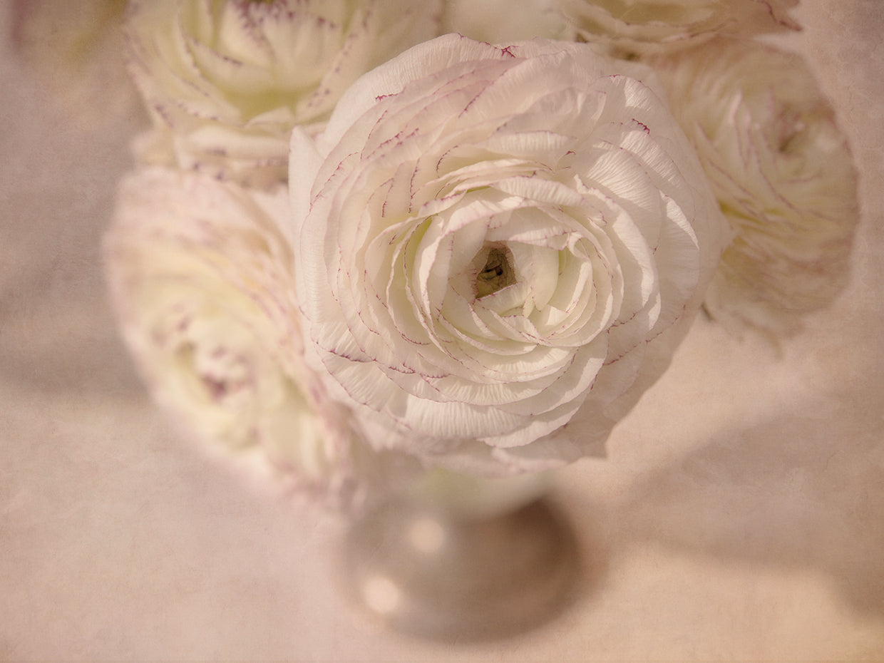 White Persian Buttercup Still Life