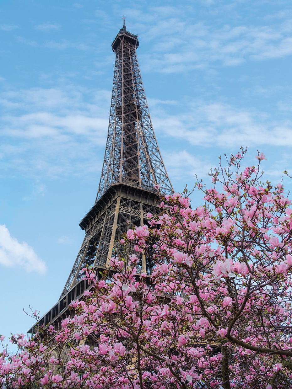 Eiffel Tower with Pink Magnolia Tree