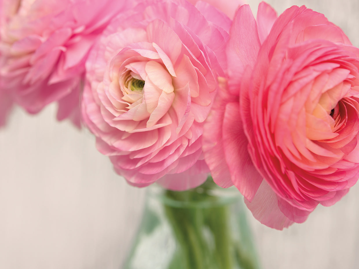 Pink Buttercups in Glass II