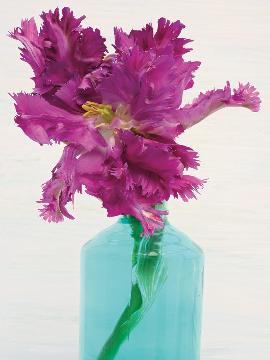 Arte de la lona del tulipán del loro púrpura