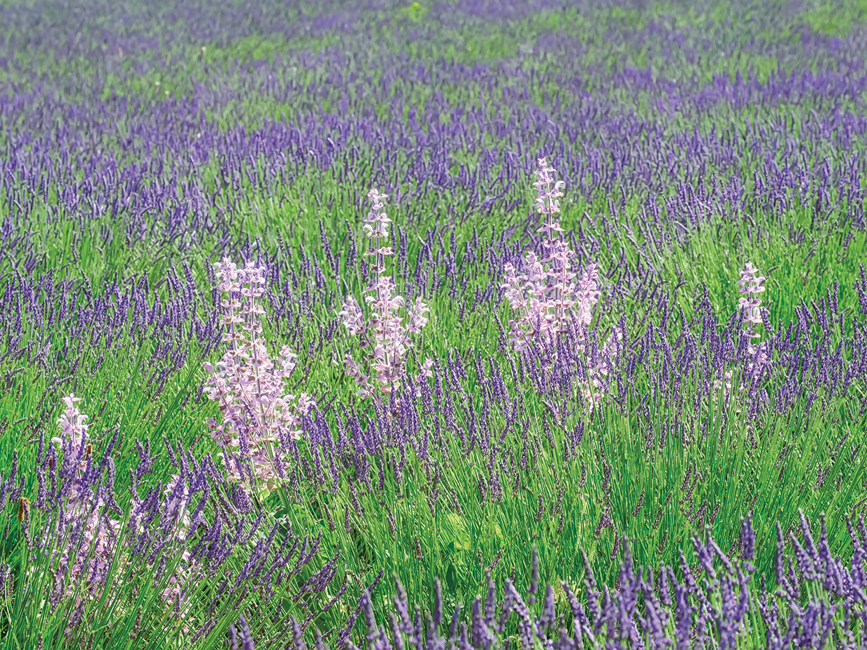 Campos de lavanda con arte en lienzo Clary Sage
