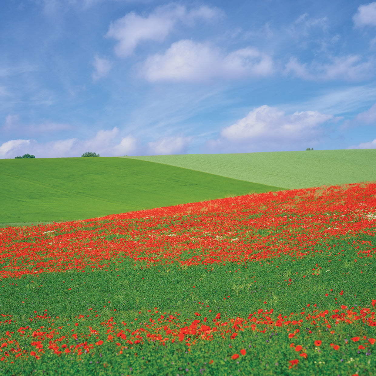Poppy Field