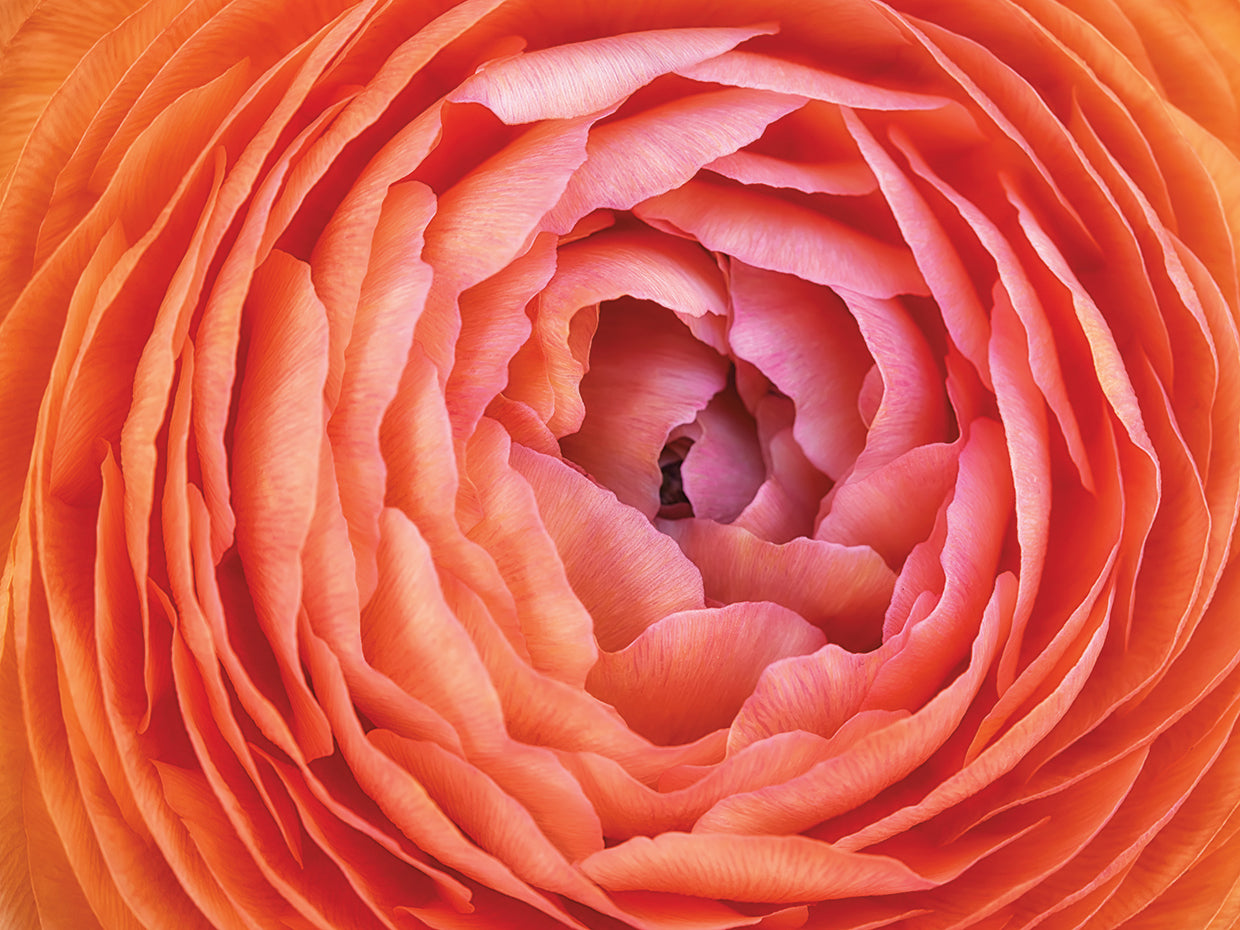 Amber Orange Persian Buttercup Flower