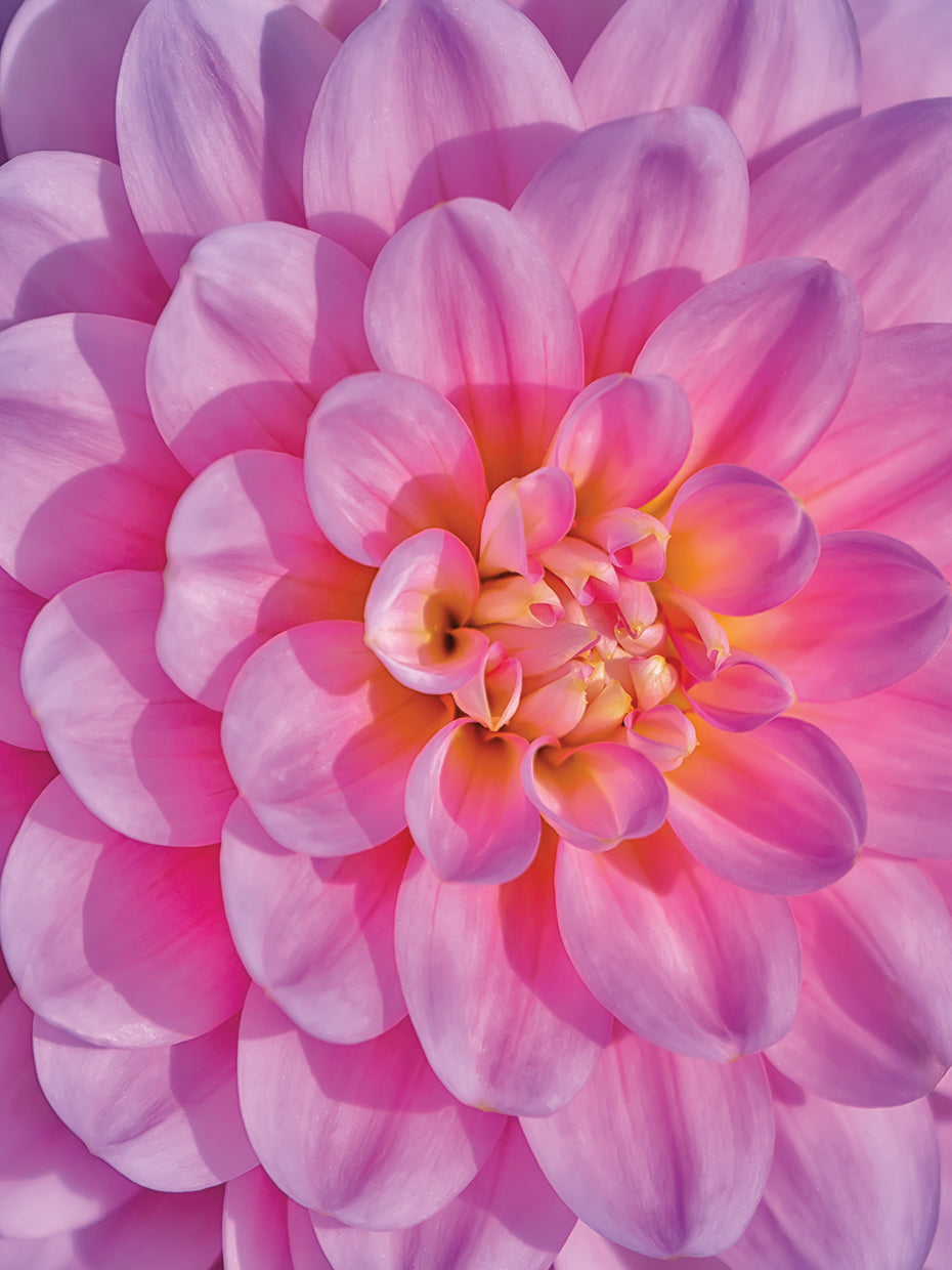 Pink Dahlia Flower