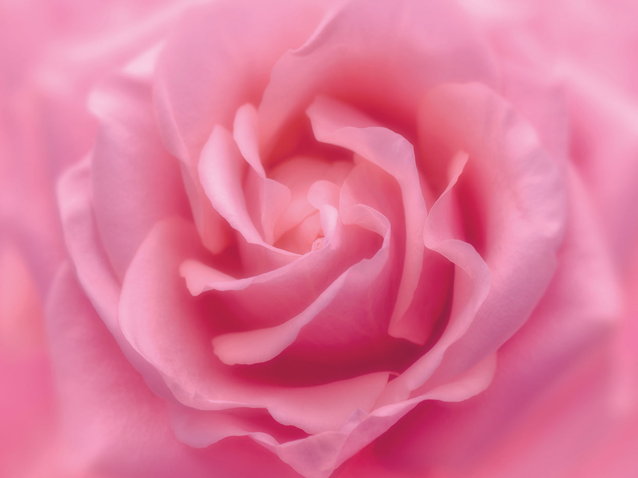 rosa rosa rosa lienzo arte