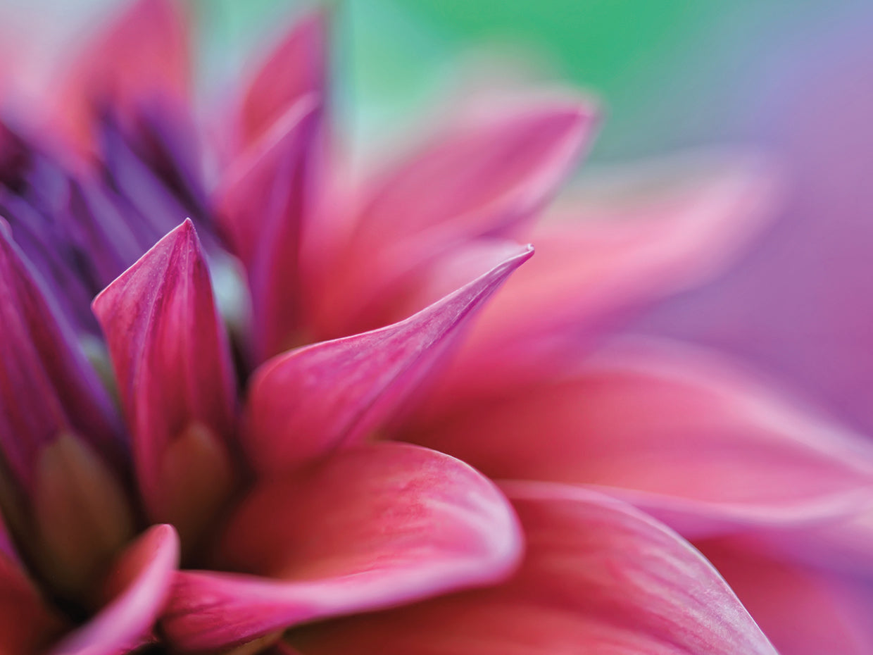Dahlia Petals Pink Purple