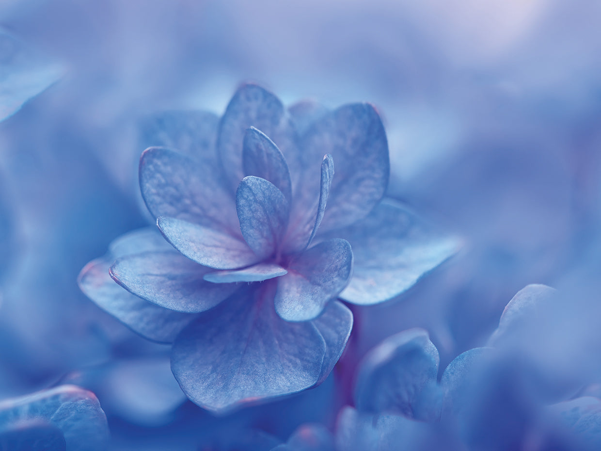 Blue Hydrangea Close Up