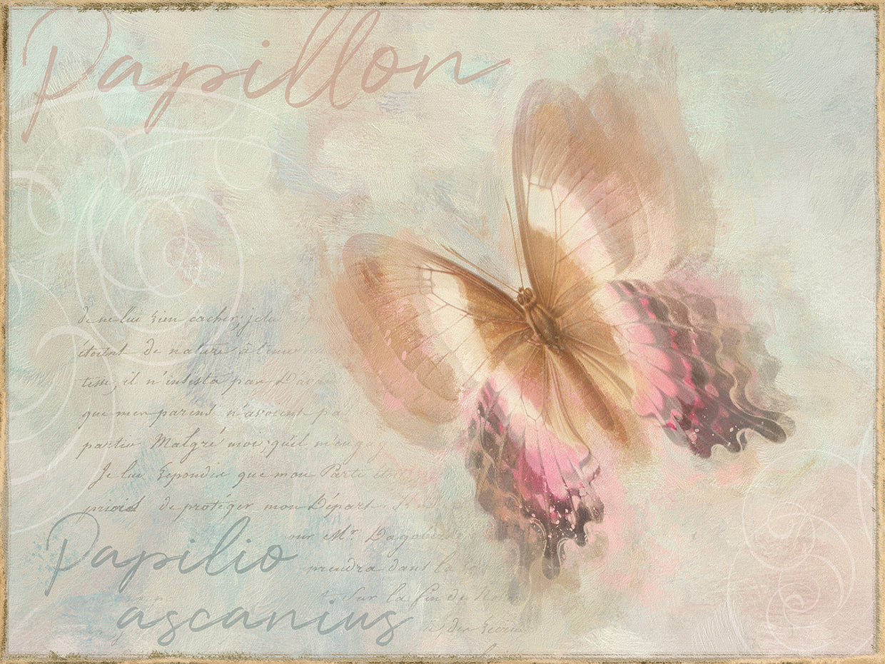 Cuadro en lienzo Mariposa Papillon Papilio ascanius