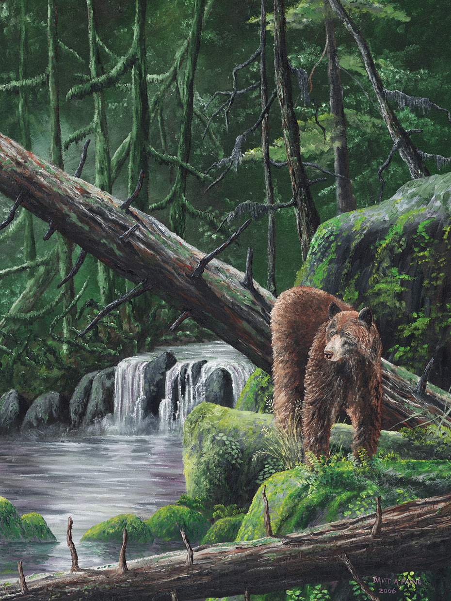 Deep Woods Fisherman