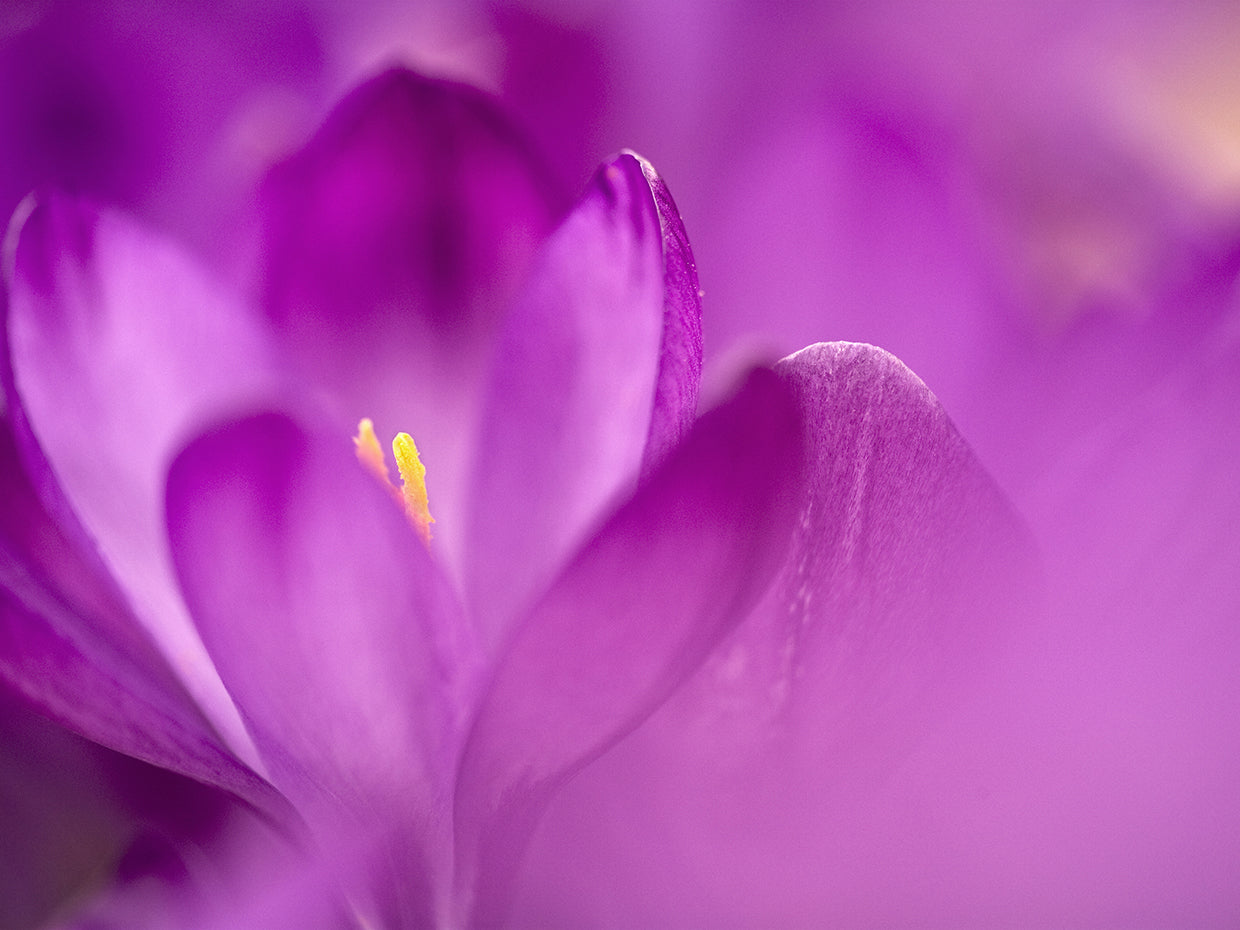 Arte de la lona del estudio de la flor púrpura