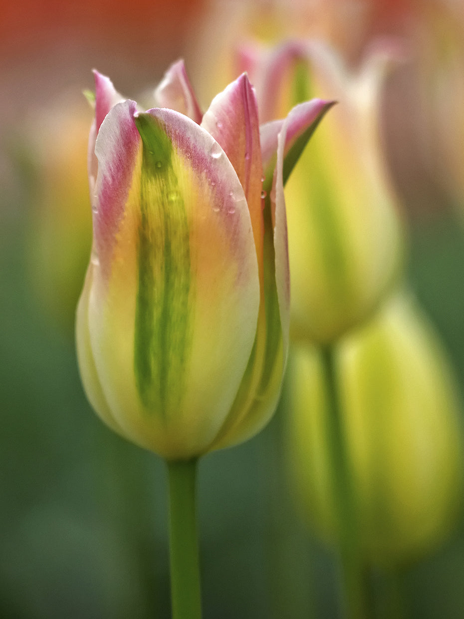 Tulipán No 4 Arte de la Lona