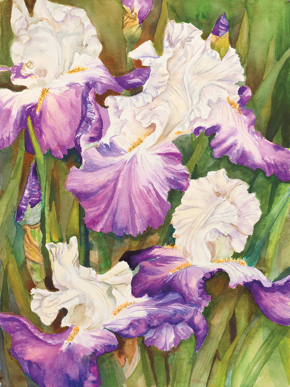 Lavender Iris