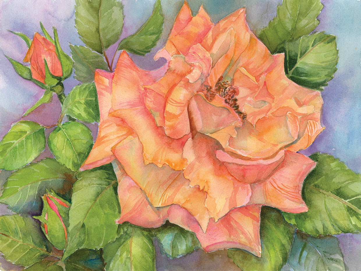 Peach Blush Rose