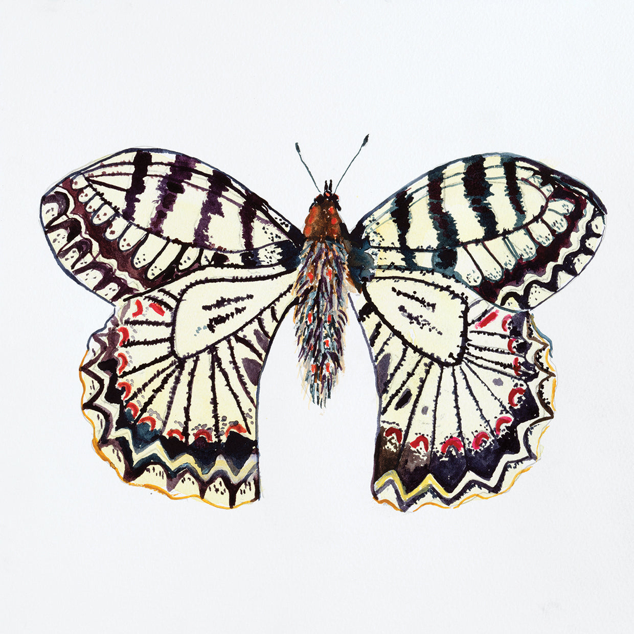 Butterfly Collection Southern Festoon